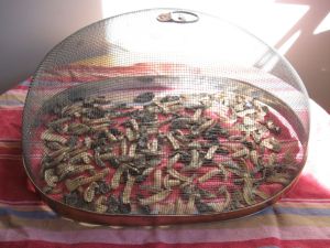Field mushrooms drying after pickling