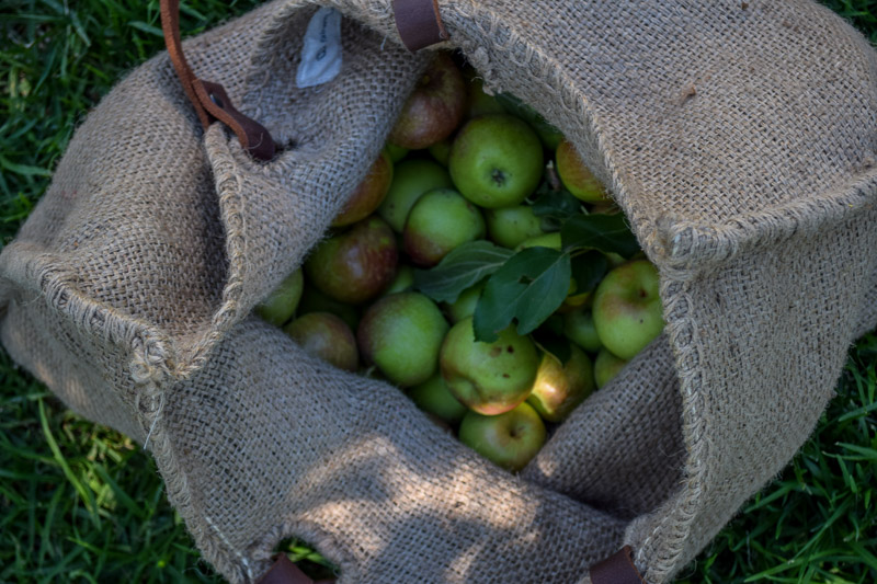 Apple_Harvest